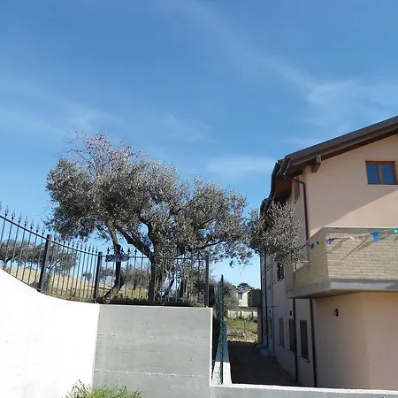 Rosa Spina Controguerra